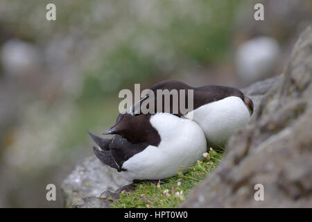 Tordalken (Alca Torda) Zucht auf Lunga, Treshnish Inseln, Schottland, Vereinigtes Königreich Stockfoto