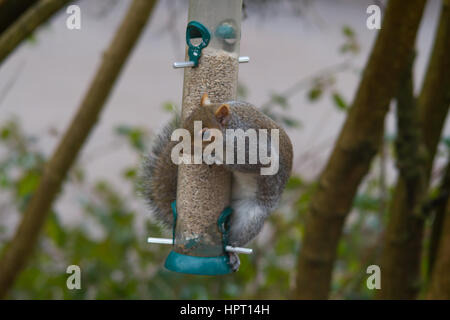 Östlichen Grauhörnchen (sciurus carolinensis) Stockfoto