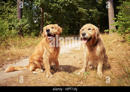 Zwei golden Retriever Hunde sitzen im Wald. Stockfoto