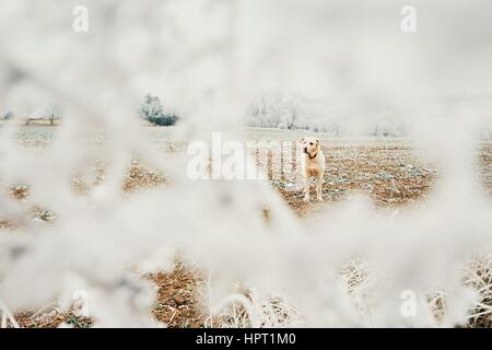 Frostigen Tag mit Hund. Labrador Retriever auf dem Spaziergang in ländlichen Landschaft. Stockfoto