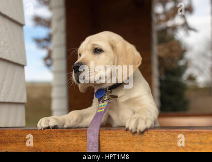 Ein hinreißend süßen gelben Labrador Welpen lugt über die Kante eines Fensters Stockfoto