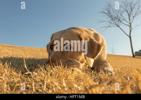 Ein junger, bezaubernder gelber Labrador liegt in den Rasen an einem sonnigen, warmen frühen Frühlingstag Stockfoto