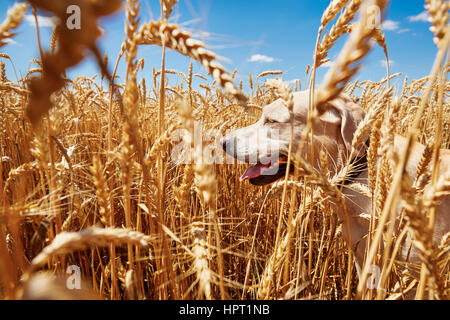 Gelber Labrador Retriever wartet im Maisfeld Stockfoto