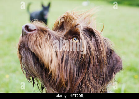 Porträt von Drahthaar deuten Griffon Hund Stockfoto