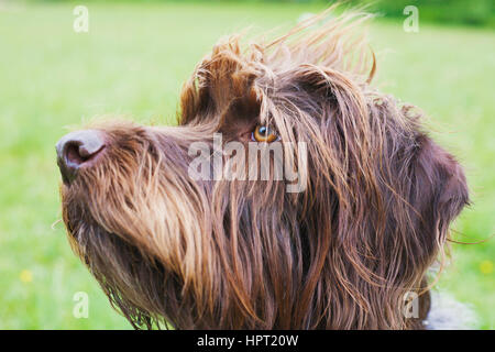 Porträt von Drahthaar deuten Griffon Hund Stockfoto