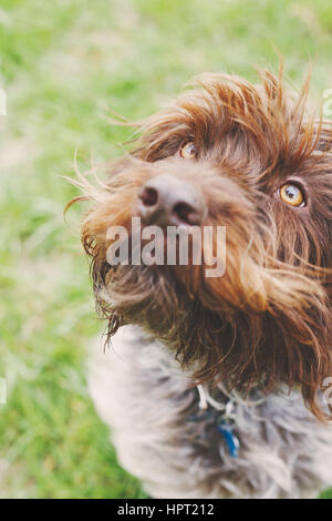 Porträt von Drahthaar deuten Griffon Hund Stockfoto