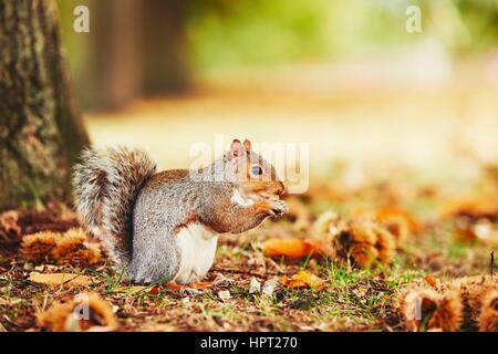 Niedlich und hungrige Eichhörnchen Essen eine Kastanie im Herbst Szene. Hyde Park, London, Vereinigtes Königreich Stockfoto