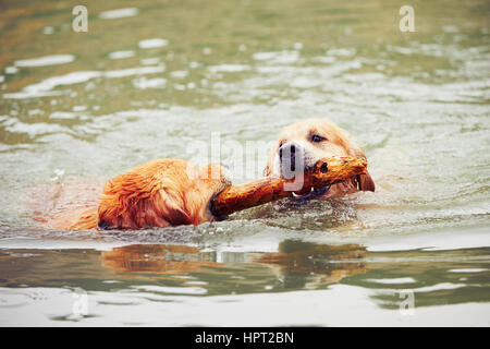 Zwei golden Retriever Hunde sind mit Stick schwimmen. Stockfoto