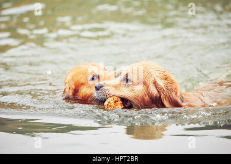 Zwei golden Retriever Hunde sind mit Stick schwimmen. Stockfoto