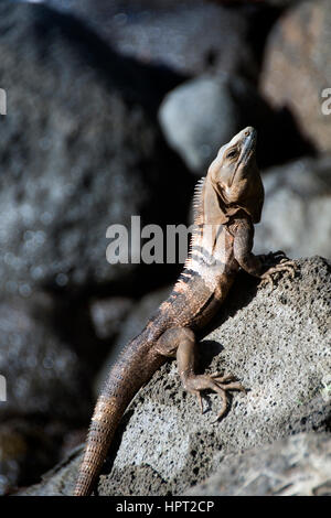 fotografiert auf Big Corn Island Nicaragua ein Ctenosaura Similis, allgemein bekannt als die schwarzen stacheligen-tailed Leguan, schwarzer Leguan oder schwarze Ctenosaur, ist Stockfoto