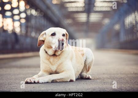 Gelber Labrador Retriever wartet auf die alte Brücke Stockfoto