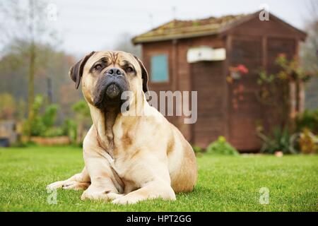 Cane Corso-Hund ist im Garten liegen. Stockfoto