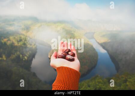 Hand des jungen Mannes mit Handvoll Kastanien und Blick auf das Flusstal im Morgennebel. Vltava (Moldau) in Mittelböhmen, Tschechien. Stockfoto