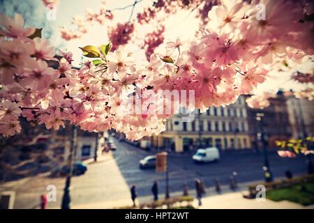 Frühling in der Stadt, Prag, Tschechische Republik Stockfoto