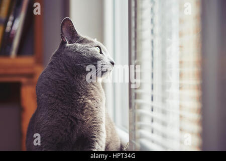 Neugierige Russisch Blau Katze im Haus Stockfoto