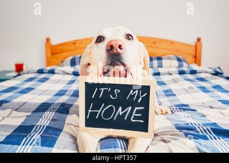 Hund im Haus. Gelber Labrador Retriever im Bett liegen und hält die Tafel mit der Inschrift: "Es ist mein Zuhause". Stockfoto
