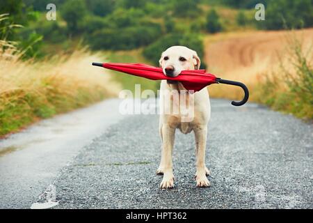 Gehorsamer Hund in regnerischen Tag. Adorable Labrador Retriever roten Regenschirm im Mund hält und wartet auf seinen Besitzer in Regen. Stockfoto