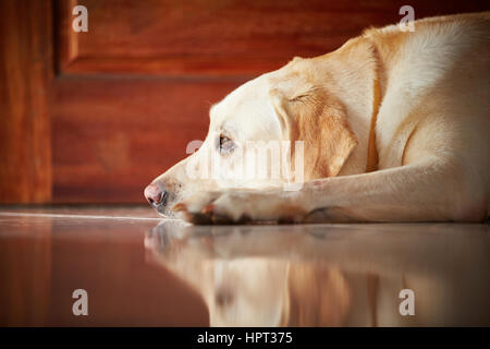 Labrador Retriever ist in der Tür des Hauses liegen. Stockfoto