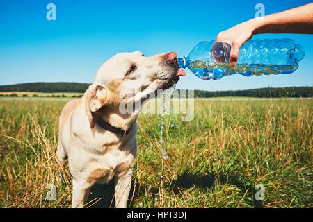 Heißer Tag mit Hund. Durstig gelbe Labrador Retriever Trinkwasser aus dem Kunststoff Flasche seines Besitzers. Stockfoto