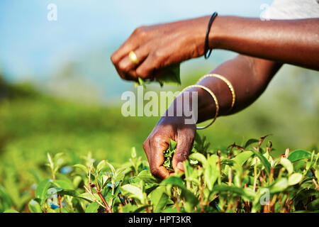 Händen der Frauen von der Teeplantage - Sri Lanka Stockfoto