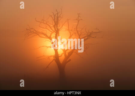 Farbenprächtigen Sonnenuntergang hinter Baum in nebligen Morgen orange Stockfoto