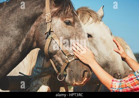 Junger Mann streicheln Pferde auf dem Hof im Sommertag. Stockfoto