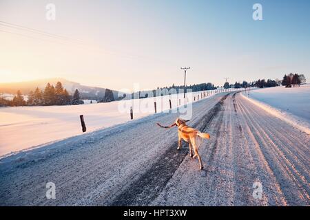 Dog on the winter road. Yellow labrador retriever is walking with stick in mouth. Stockfoto