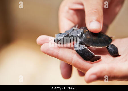 Drei Tage alte Schildkröte auf der menschlichen Handfläche in Schildkrötenaufzucht - Sri Lanka Stockfoto