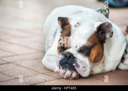 Miserable bulldog auf dem Boden liegend Stockfoto