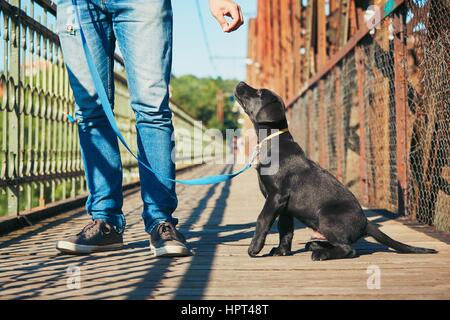 Morgenspaziergang mit Hund (schwarzer Labrador Retriever). Junger Mann trainiert seinen Welpen an der Leine gehen. Stockfoto