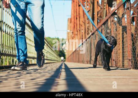 Morgenspaziergang mit Hund (schwarzer Labrador Retriever). Junger Mann trainiert seinen Welpen an der Leine gehen. Stockfoto