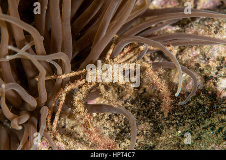 Anemone Seespinne (Inachos Phalangium), l ' Escala, Costa Brava, Girona, Katalonien, Spanien Stockfoto