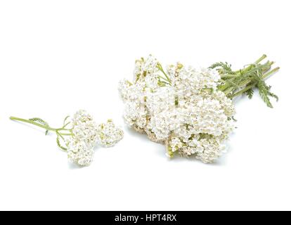 Schafgarbe Blumen isoliert auf weißem Hintergrund Stockfoto