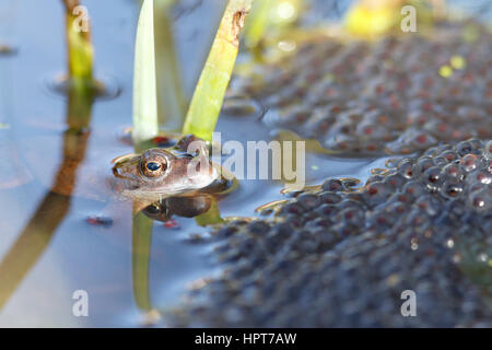 24 Feb, 2017. UK Wetter. Grasfrosch (Rana temporaria) Schwimmer unter den Massen von spawn in einem Garten Teich in East Sussex, UK Credit: Ed Brown/Alamy leben Nachrichten Stockfoto