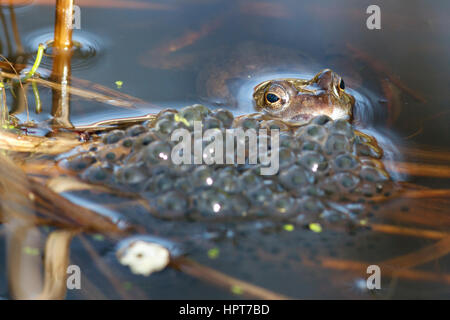 24 Feb, 2017. UK Wetter. Grasfrosch (Rana temporaria) Schwimmer unter den Massen von spawn in einem Garten Teich in East Sussex, UK Credit: Ed Brown/Alamy leben Nachrichten Stockfoto