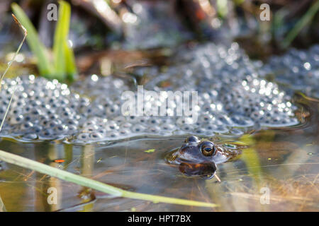 24 Feb, 2017. UK Wetter. Grasfrosch (Rana temporaria) Schwimmer unter den Massen von spawn in einem Garten Teich in East Sussex, UK Credit: Ed Brown/Alamy leben Nachrichten Stockfoto