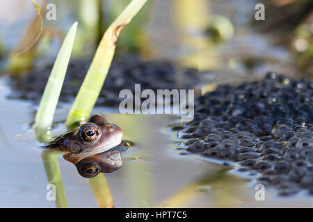 24 Feb, 2017. UK Wetter. Grasfrosch (Rana temporaria) Schwimmer unter den Massen von spawn in einem Garten Teich in East Sussex, UK Credit: Ed Brown/Alamy leben Nachrichten Stockfoto