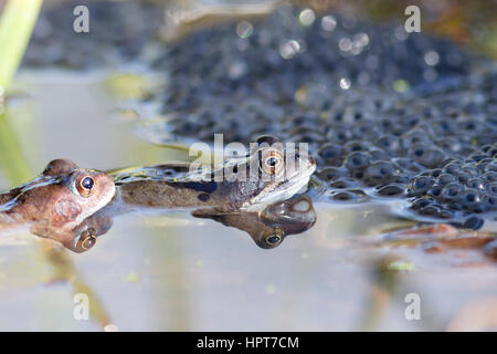 24 Feb, 2017. UK Wetter. Grasfrosch (Rana temporaria) Schwimmer unter den Massen von spawn in einem Garten Teich in East Sussex, UK Credit: Ed Brown/Alamy leben Nachrichten Stockfoto