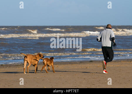 Hund spielt am Strand, Ainsdale, Southport, Merseyside, UK. 24 Feb, 2017. UK Wetter. Hell und sonnig und leichtem Wind als Sturm nachlässt. Hund, Wanderer, Läufer, Jogger und Wildlife Rückkehr in die Weite des Sandes ausgesetzt. Ainsdale Strand bildet einen Teil dieser langen breiten Sandstrand. Allgemein als der beste Strand im Bereich Ainsdale ist der einzige Strand im Nordwesten von England immer eine Blaue Flagge ausgezeichnet worden zu sein. Credit: MediaWorldImages/AlamyLiveNews Stockfoto