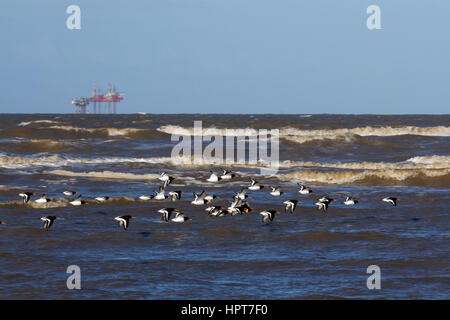 Ainsdale, Southport, Merseyside, UK. 24 Feb, 2017. UK Wetter. Hell und sonnig und leichtem Wind als Sturm abklingt, Wildnis zurück in die Weite des Sandes ausgesetzt. Ainsdale Strand bildet einen Teil dieser langen breiten Sandstrand. Allgemein als der beste Strand im Bereich Ainsdale ist der einzige Strand im Nordwesten von England immer eine Blaue Flagge ausgezeichnet worden zu sein. Credit: MediaWorldImages/AlamyLiveNews Stockfoto