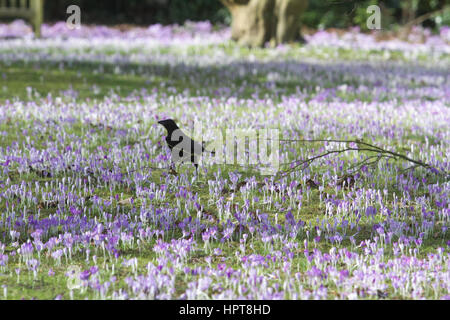 Wimbledon London, UK. 24. Februar 2017. Eine Krähe landet auf einem lila Teppich wilder Krokus Blumen in voller Blüte in Wimbledon Common Credit: Amer Ghazzal/Alamy Live-Nachrichten Stockfoto