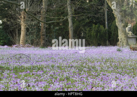 Wimbledon London, UK. 24. Februar 2017. Eine Krähe landet auf einem lila Teppich wilder Krokus in Wimbledon Common Credit: Amer Ghazzal/Alamy Live-Nachrichten Stockfoto