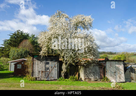 Uploders, Dorset, UK.  24. Februar 2017.  Großbritannien Wetter.  Cherry Plum Baum Blüte am Uploders in Dorset während einer warmes sonnigen Februartag.  Bildnachweis: Graham HuntAlamy Live-Nachrichten Stockfoto