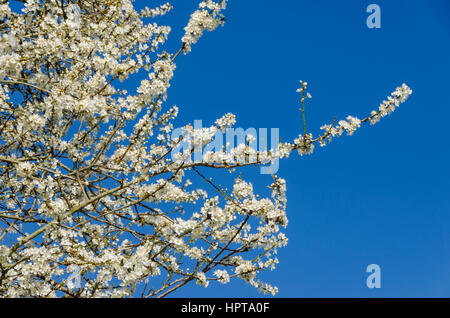 Uploders, Dorset, UK.  24. Februar 2017.  Großbritannien Wetter.  Cherry Plum Baum Blüte am Uploders in Dorset während einer warmes sonnigen Februartag.  Bildnachweis: Graham HuntAlamy Live-Nachrichten Stockfoto