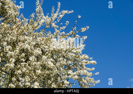 Uploders, Dorset, UK.  24. Februar 2017.  Großbritannien Wetter.  Cherry Plum Baum Blüte am Uploders in Dorset während einer warmes sonnigen Februartag.  Bildnachweis: Graham HuntAlamy Live-Nachrichten Stockfoto