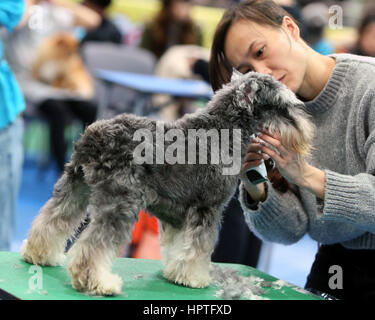 Hong Kong, China. 25. Februar 2017. Eine Haustier Kosmetikerin arbeitet in einem Hund Schönheitswettbewerb während der 2017 Pet Show an der Convention and Exhibition Center in Hongkong, Südchina, 25. Februar 2017. Bildnachweis: Li Peng/Xinhua/Alamy Live-Nachrichten Stockfoto