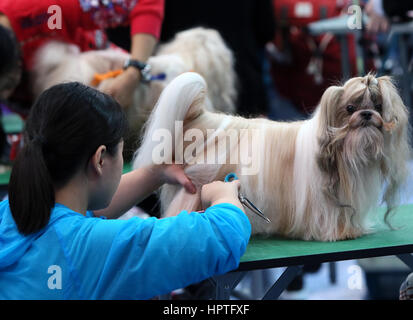 Hong Kong, China. 25. Februar 2017. Eine Haustier Kosmetikerin arbeitet in einem Hund Schönheitswettbewerb während der 2017 Pet Show an der Convention and Exhibition Center in Hongkong, Südchina, 25. Februar 2017. Bildnachweis: Li Peng/Xinhua/Alamy Live-Nachrichten Stockfoto