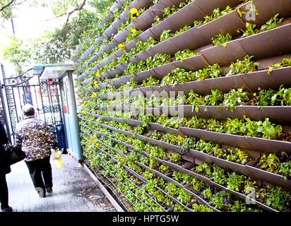 Shanghai. 25. Februar 2017. Pflanzen sind aufgestellt, um grüne Korridore in den Gassen in Tianzifang von Ost-China Shanghai, 25. Februar 2017 machen. Bildnachweis: Chen Fei/Xinhua/Alamy Live-Nachrichten Stockfoto