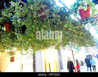 Shanghai. 25. Februar 2017. Pflanzen sind aufgestellt, um grüne Korridore in den Gassen in Tianzifang von Ost-China Shanghai, 25. Februar 2017 machen. Bildnachweis: Chen Fei/Xinhua/Alamy Live-Nachrichten Stockfoto