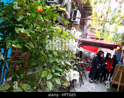 Shanghai. 25. Februar 2017. Pflanzen sind aufgestellt, um grüne Korridore in den Gassen in Tianzifang von Ost-China Shanghai, 25. Februar 2017 machen. Bildnachweis: Chen Fei/Xinhua/Alamy Live-Nachrichten Stockfoto